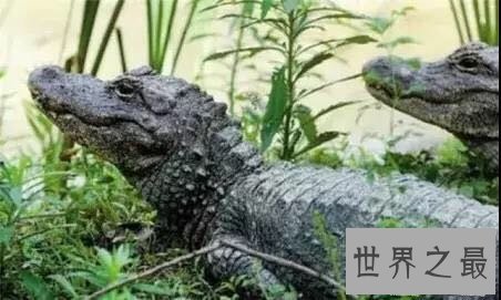 中国十大濒危动物盘点,你知道哪几个?