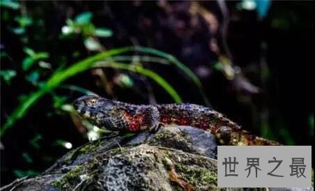 中国十大濒危动物盘点,你知道哪几个?