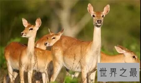 中国十大濒危动物盘点,你知道哪几个?