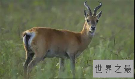 中国十大濒危动物盘点,你知道哪几个?