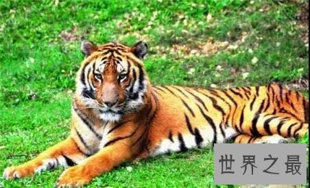 中国十大濒危动物盘点,你知道哪几个?