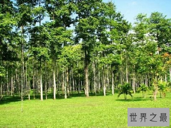 揭秘树的世界之最 最高的树已达156米