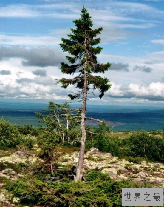 揭秘树的世界之最 最高的树已达156米