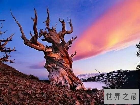 揭秘世界十大最古老的树 最老树已达9500年