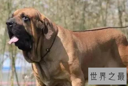 世界十大猛犬,最凶猛的犬种集合你敢养吗
