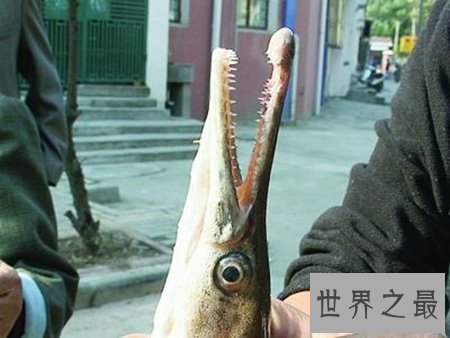 世界十大最凶猛淡水鱼你都知道那几个 好吃不好吃