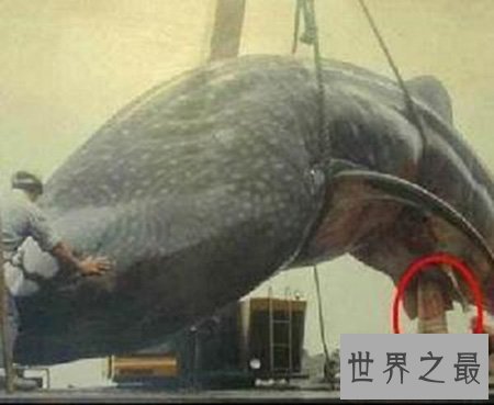 世界十大最凶猛淡水鱼你都知道那几个 好吃不好吃