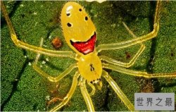 世界上最奇特的十种生物，笑脸蜘蛛并不是真的会笑