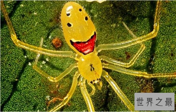 世界上最奇特的十种生物,笑脸蜘蛛并不是真的会笑