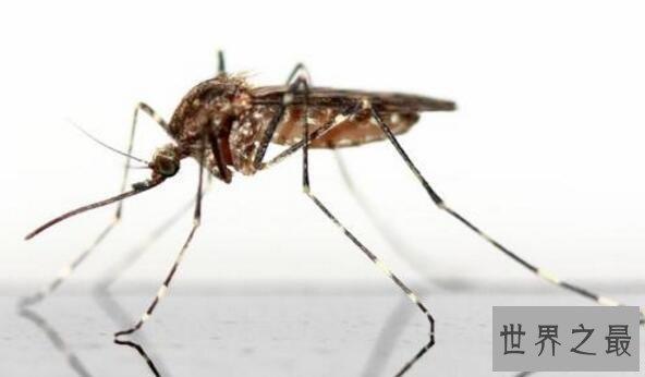 世界十大吸血鬼生物，北极七鳃鳗是最古老的吸血鬼