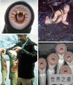 世界十大吸血鬼生物，北极七鳃鳗是最古老的吸血鬼