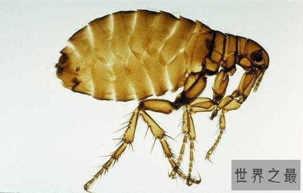 世界十大跳的最高的动物,跳蚤第一相当于人跳400米
