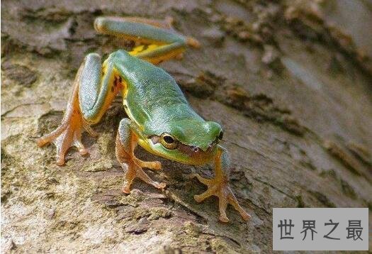 世界十大跳的最高的动物,跳蚤第一相当于人跳400米