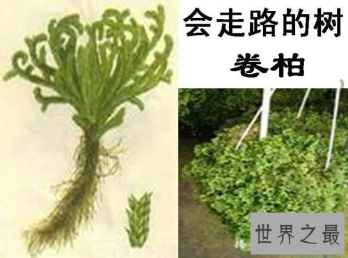 世界十大最奇异的植物，吃人植物日轮花太恐怖(图)