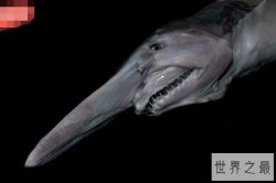 世界十大最丑的鱼，精灵鲨有50亿年历史(地球同龄)