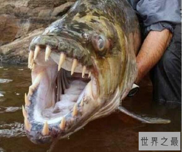 世界十大惊爆眼球的水怪图片,巨型食人鱼一口吃掉你