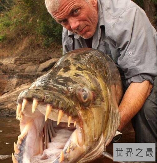 世界十大惊爆眼球的水怪图片,巨型食人鱼一口吃掉你