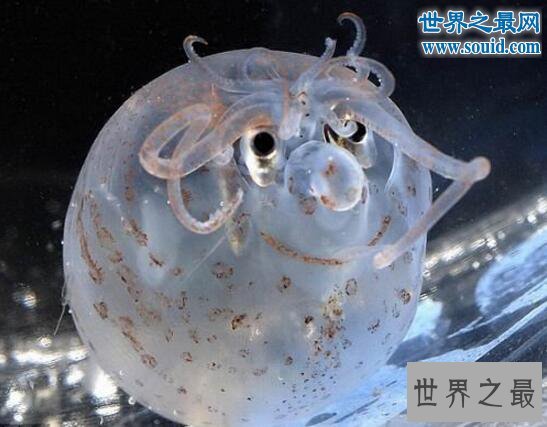 世界十大外星动物,长相奇葩生活方式与众不同