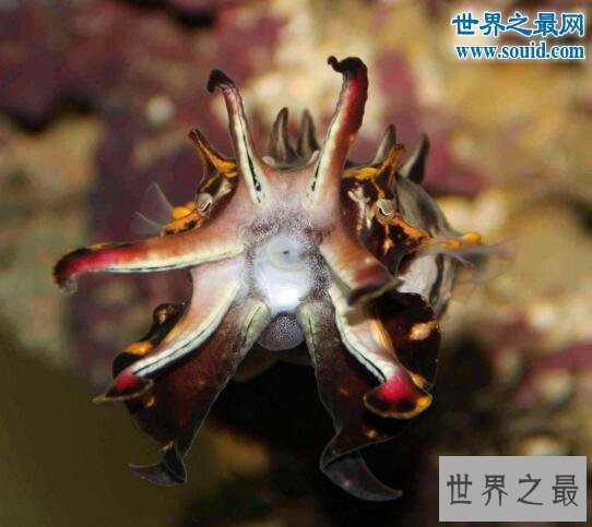 世界十大奇葩宠物，养一只会在水中喷火的鱼