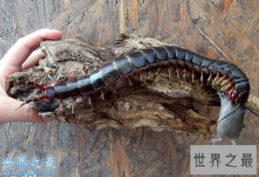 世界十大奇葩宠物，养一只会在水中喷火的鱼