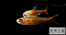 世界十大奇葩宠物，养一只会在水中喷火的鱼