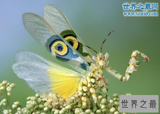 世界十大奇葩宠物，养一只会在水中喷火的鱼