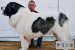 世界十大大型犬排名，马士提夫犬站起来比人还高