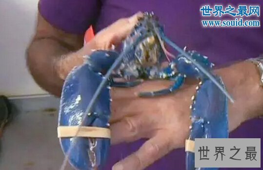 2017世界十大新物种，变异的大王乌贼成海中霸主