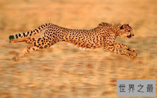 世界十大速度最快的动物，猎豹时速可达112英里