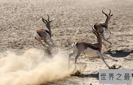 世界十大速度最快的动物，猎豹时速可达112英里
