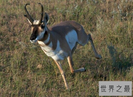 世界十大速度最快的动物，猎豹时速可达112英里