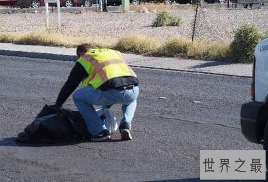 世界十大最特殊职业，猫狗粮品尝师年薪47万元