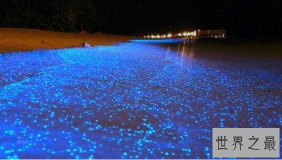 世界十大荧光海滩，中国占据5位(大连荧光海滩最美)