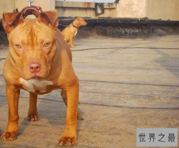 世界十大斗犬排名,美国斗牛梗比特犬最强悍
