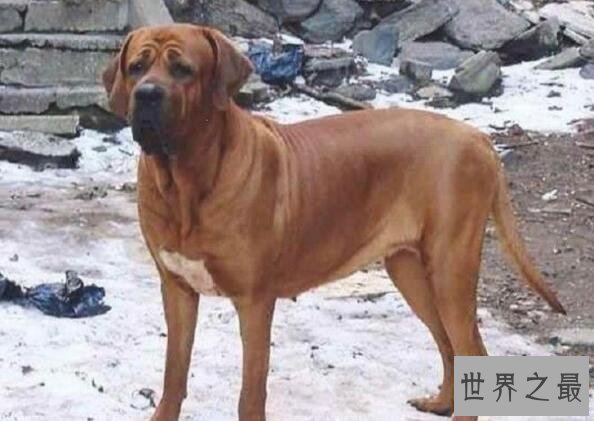 世界十大斗犬排名,美国斗牛梗比特犬最强悍