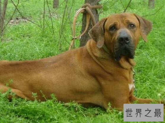 世界十大斗犬排名,美国斗牛梗比特犬最强悍