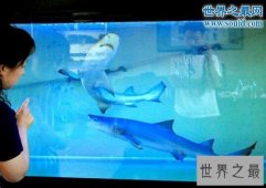 世界十大奇异宠物，鲨鱼蟒蛇当宠物(太吓人了)