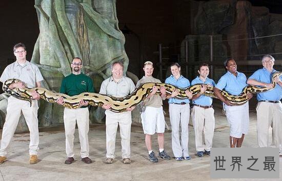 世界十大奇异宠物，鲨鱼蟒蛇当宠物(太吓人了)