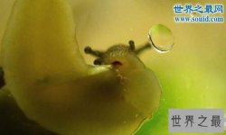 十大牙齿最特别的动物，最多牙齿的居然是蜗牛