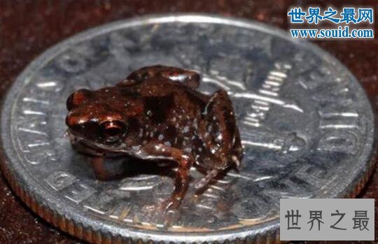 世界十大最小的动物，最小的变色龙只有29毫米