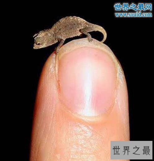 世界十大最小的动物，最小的变色龙只有29毫米