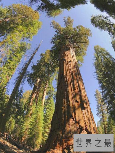 世界十大千年古树，潘多树最古老树木(8000年)