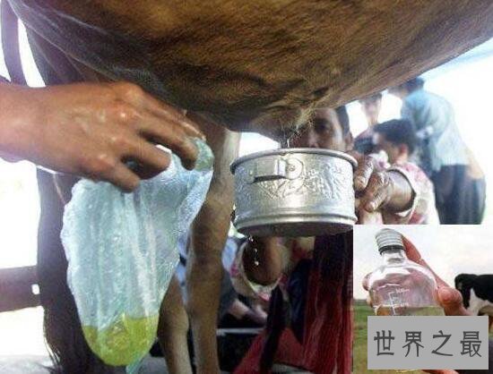 全球十大恶心饮料，公鹿精液青蛙汁(要吐了)