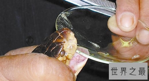 世界十大最毒的毒药物质，氰化物半公斤杀光全人类