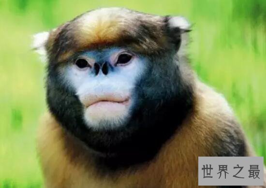 世界十大奇特的动物，摄魂蜂将猎物秒变僵尸