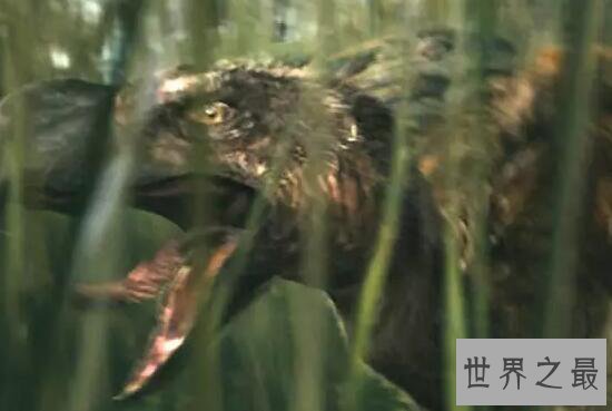 世界十大奇特的动物，摄魂蜂将猎物秒变僵尸