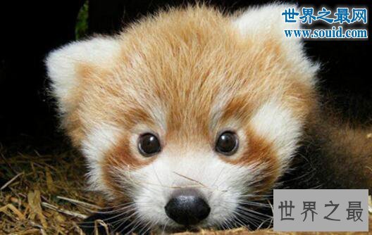 世界十大最可爱的动物，耳廓狐(大眼长耳萌化人)