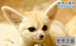世界十大最可爱的动物，耳廓狐(大眼长耳萌化人)