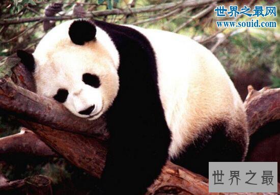 世界十大最可爱的动物，耳廓狐(大眼长耳萌化人)