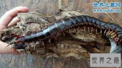 世界十大巨型怪物，巨型蜈蚣(可咬破蛇腹)